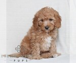 Small Poodle (Miniature)