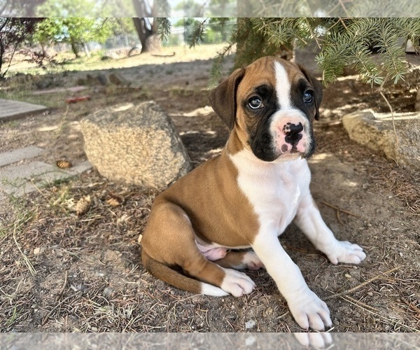 Medium Photo #1 Boxer Puppy For Sale in ESPANOLA, NM, USA