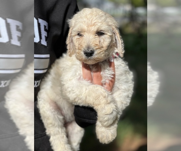 Medium Photo #7 Poodle (Standard) Puppy For Sale in DAYTON, ID, USA