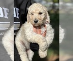 Small Photo #7 Poodle (Standard) Puppy For Sale in DAYTON, ID, USA