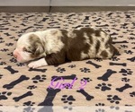 Puppy Girl 2 Australian Shepherd