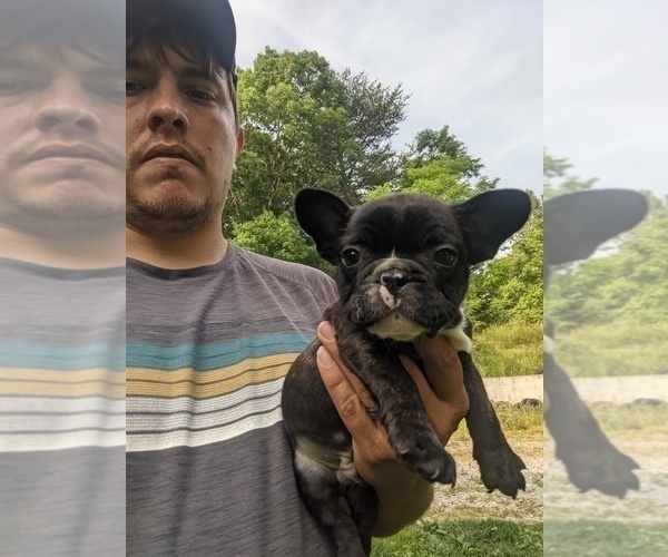Medium Photo #10 French Bulldog Puppy For Sale in SPENCER, TN, USA