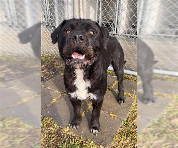Medium Photo #2 German Wirehaired Pointer-Staffordshire Bull Terrier Mix Puppy For Sale in Rosenberg, TX, USA