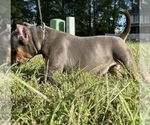 Small Photo #7 American Bully Puppy For Sale in CALLAWAY, MD, USA