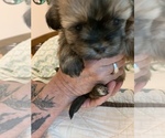 Small Photo #8 Maltipoo Puppy For Sale in WETUMPKA, AL, USA