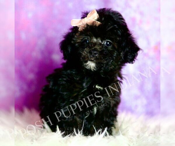 Medium Photo #116 Poodle (Miniature) Puppy For Sale in WARSAW, IN, USA