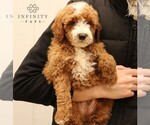 Small Photo #5 Goldendoodle (Miniature) Puppy For Sale in EPHRATA, PA, USA