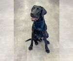 Small Labrador Retriever