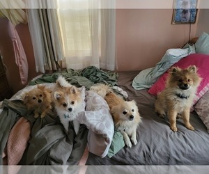 Mother of the Pomeranian puppies born on 12/16/2022