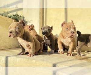 American Bully Puppy for Sale in MORENO VALLEY, California USA
