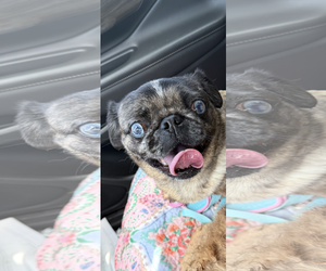 Hazel - Female Pug Dog for Adoption - Photo #2