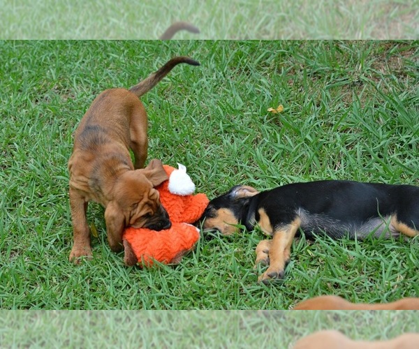 Medium Photo #17 Bloodhound Puppy For Sale in CORNING, AR, USA