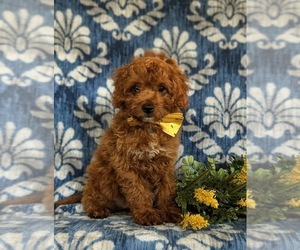 Cavapoo Puppy for sale in NEW PROVIDENCE, PA, USA