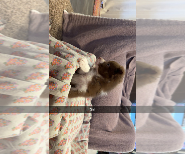 Medium Photo #5 Australian Shepherd Puppy For Sale in JAY, OK, USA