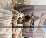Small #4 Australian Shepherd