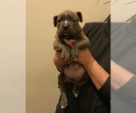 Small Photo #8 American Bully Puppy For Sale in LOVELAND, CO, USA