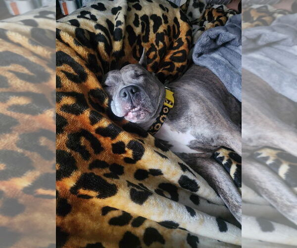 Medium Photo #24 American Pit Bull Terrier-American Staffordshire Terrier Mix Puppy For Sale in Wenonah, NJ, USA
