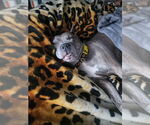 Small #23 American Pit Bull Terrier-American Staffordshire Terrier Mix