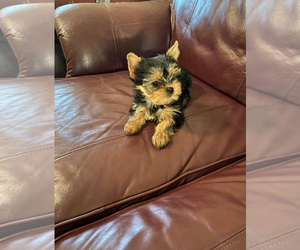 Yorkshire Terrier Puppy for sale in INDIANAPOLIS, IN, USA