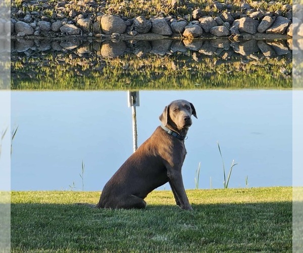 Medium Photo #1 Labrador Retriever Puppy For Sale in Gagetown, MI, USA
