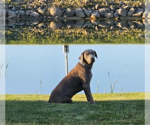 Father of the Labrador Retriever puppies born on 05/09/2025