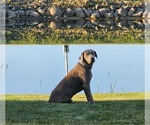 Small Photo #1 Labrador Retriever Puppy For Sale in Gagetown, MI, USA