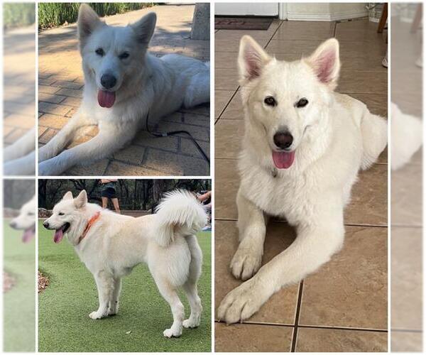 Medium Photo #1 Siberian Husky-Unknown Mix Puppy For Sale in San Antonio, TX, USA