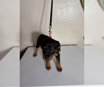 Small #3 Rottweiler