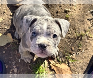 American Bully Puppy for Sale in AUSTIN, Texas USA