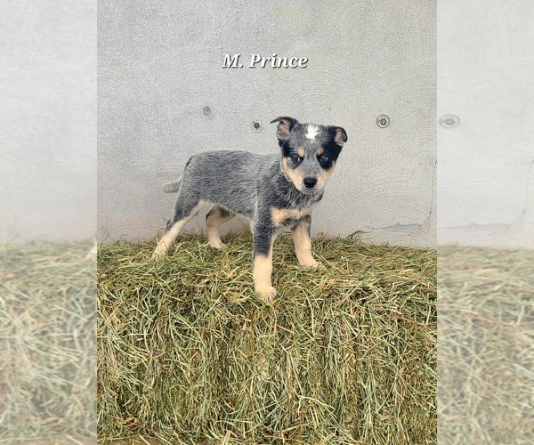 Medium Photo #1 Australian Cattle Dog Puppy For Sale in NATHALIE, VA, USA