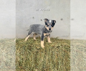 Australian Cattle Dog Puppy for sale in NATHALIE, VA, USA