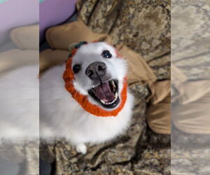 American Eskimo Dog Dogs for adoption in Tacoma, WA, USA