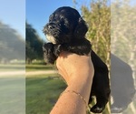 Small #5 Cock-A-Poo