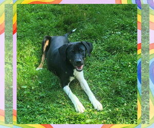 Mutt Dogs for adoption in FAIRLAWN, OH, USA
