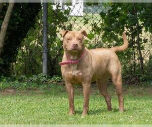 Chinese Shar-Pei-Unknown Mix Dogs for adoption in Easton, MD, USA