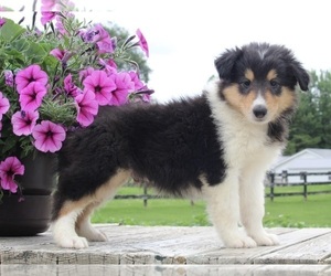 Collie Puppy for sale in FREDERICKSBURG, OH, USA