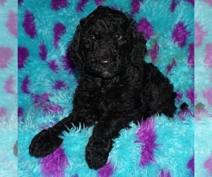 Labradoodle Puppy for sale in LA HABRA, CA, USA