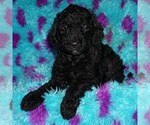 Image preview for Ad Listing. Nickname: black 2