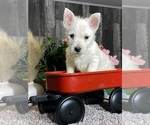 Small West Highland White Terrier