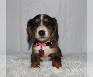 Dachshund Puppy for Sale in INDEPENDENCE, Iowa USA