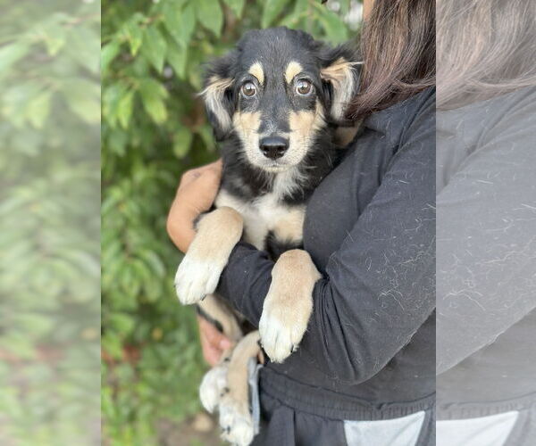 Medium Photo #1 Mutt Puppy For Sale in St. Louis Park, MN, USA