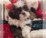 Puppy Pumpkin Shih Tzu