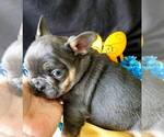 Small #3 French Bulldog