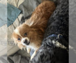 Small #1 Mutt