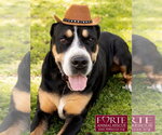 Small #3 Greater Swiss Mountain Dog
