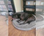 Small #1 American Bandogge mastiff