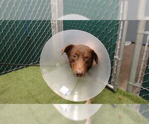 Australian Shepherd Dogs for adoption in Downey, CA, USA
