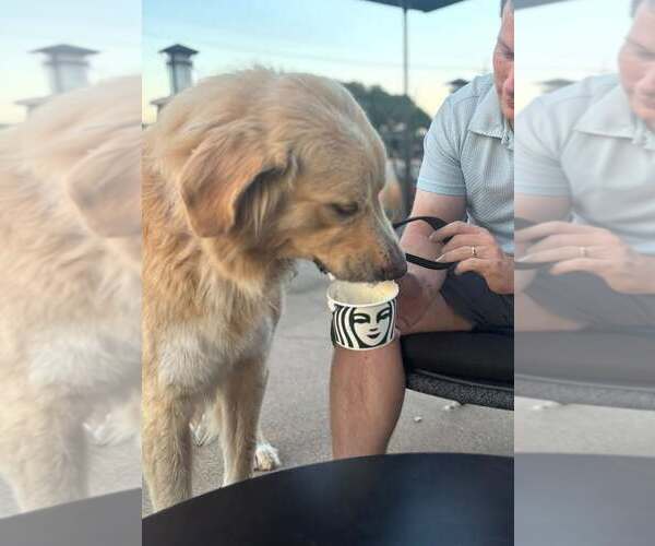 Medium Photo #4 Great Pyrenees Puppy For Sale in Dallas, TX, USA