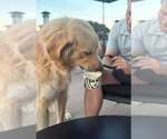 Small Photo #4 Great Pyrenees Puppy For Sale in Dallas, TX, USA