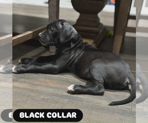 American Bully Puppy for sale in BOCA RATON, FL, USA